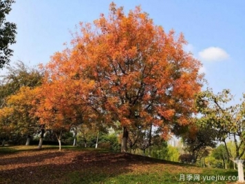 黃連木適合什么地區(qū)種植，北方可以種植嗎？