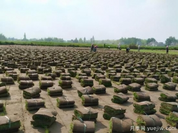草坪，2021年上半年當(dāng)之無愧的行情之王