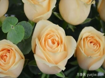 香檳色玫瑰花代表什么寓意意思？鐘情又優(yōu)雅