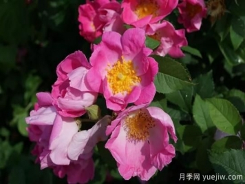 如何給月季花授粉？培育一個(gè)月季新品種要多久