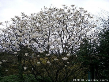 玉蘭三姐妹：中土原生白與紫，北美舶來洋玉蘭