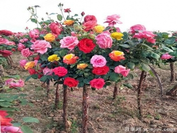 一棵樹狀月季，多色花朵，養(yǎng)在庭院里真漂亮