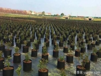 育苗容器影響苗木生長嗎？應(yīng)該如何選擇容器苗？