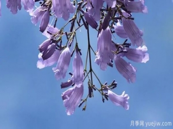 網(wǎng)紅樹木悄然興起，是否預(yù)示著大好行情？