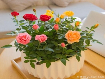 如何區(qū)分月季花苗和玫瑰花苗
