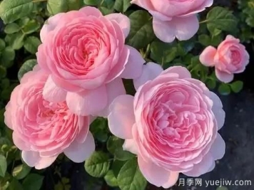 嬌俏仙子粉嫩少女心，瑞典女王月季