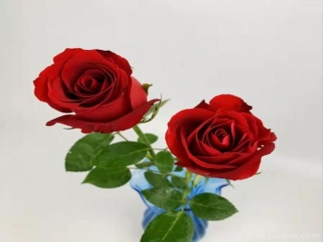 紅色切花月季經(jīng)典主流，推薦十種經(jīng)典常見(jiàn)的紅玫瑰