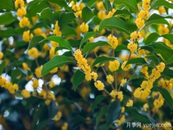 50句靜美詩(shī)詞，讀一卷詩(shī)書(shū)，賞一窗風(fēng)月