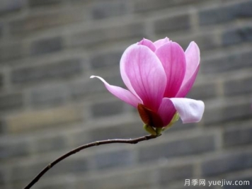 玉蘭花很常見，卻沒想到還有白色紫色和紅色