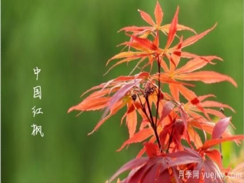 紅楓，4個紅楓品種是秋日植物里亮麗的風(fēng)景線