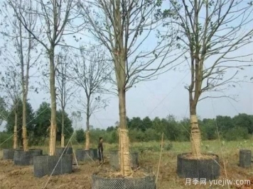 容器苗與傳統(tǒng)的大地育苗相比，優(yōu)點顯而易見