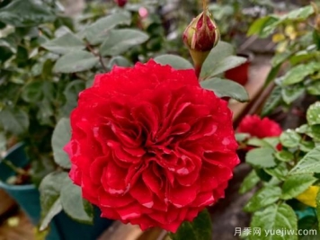 小型藤本月季，塑料花紅色達芬奇推薦