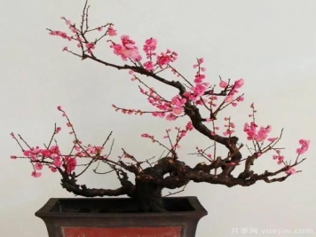盆栽梅花怎樣施肥與澆水？梅花常見蟲害的防治