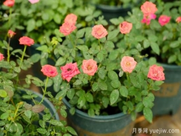 月季花苗什么時候移栽？月季花苗移栽注意事項