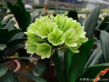 君子蘭黃葉的3個原因，如何恢復油綠挺拔輕松開花