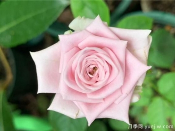 玫瑰、月季、薔薇如何區(qū)別？3個(gè)方法很簡(jiǎn)單