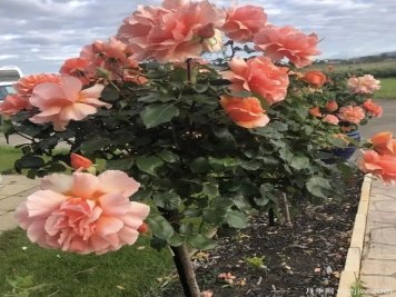 獨(dú)桿月季都是嫁接的，地栽養(yǎng)護(hù)花開與眾不同