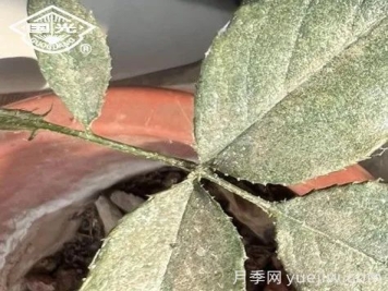 常見月季蟲害防治技術(shù)大全，趕快收藏