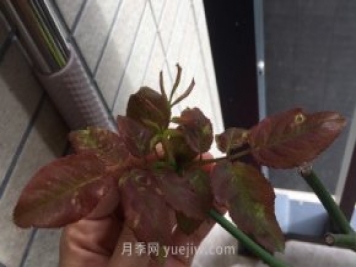 月季薊馬是什么，對(duì)人體有害嗎