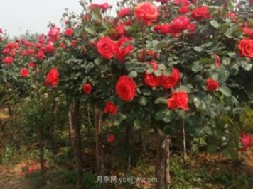 南陽(yáng)月季樹(shù)種植能用草木灰嗎