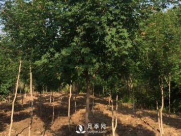 移植優(yōu)質(zhì)五角楓的訣竅你了解嗎？