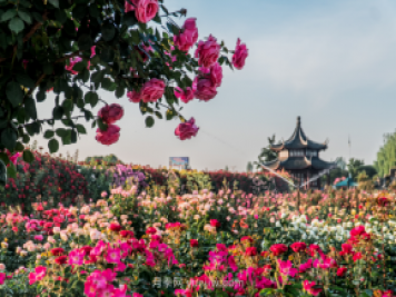 來南陽世界月季大觀園，看超美月季花(圖冊(cè))