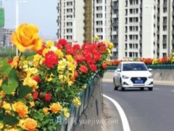 打造市花月季花海！鄭州要用三年時(shí)間建設(shè)月季花城