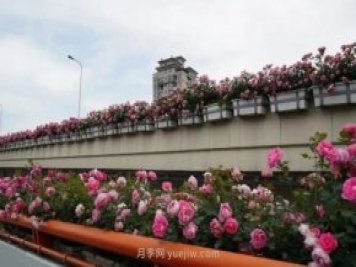 上海城市高架變“花路”，這些月季進(jìn)入盛花期啦！