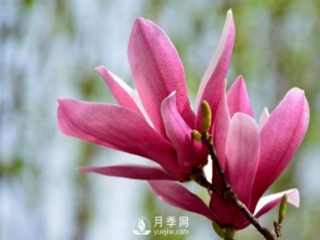 紅玉蘭是一種怎樣的花卉植物？