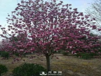 養(yǎng)護種植紅玉蘭有什么技巧呢？