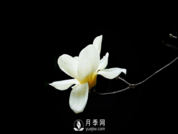 盆栽種植白玉蘭，這幾項(xiàng)不能忽視