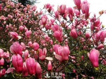 紅玉蘭深受人們喜愛，那么它的主要繁殖方法是什么？