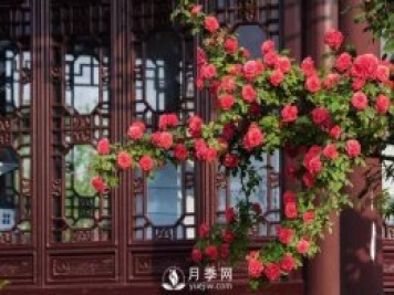 你知道南陽為啥被稱為世界月季名城嗎？