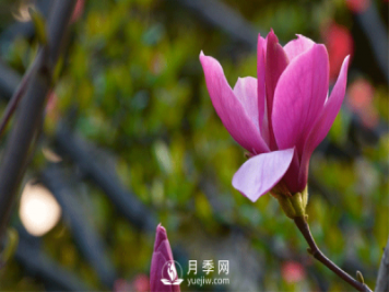 苗木基地詳解栽種二喬玉蘭時一定要注意這些細(xì)節(jié)才能提高存活率