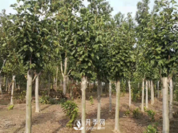 8-15公分紅白黃玉蘭量大，還有嬌紅一號，需要的朋友趕快聯(lián)系哦