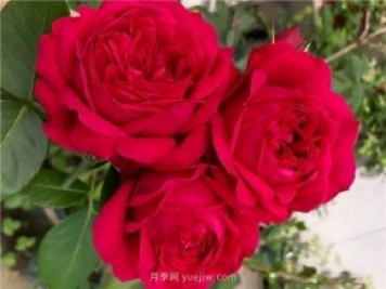 夏天隨便養(yǎng)，20個不怕熱的耐熱月季品種推薦