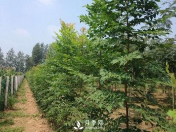 大葉女貞又叫做高桿女貞，苗木基地是如何養(yǎng)護的？