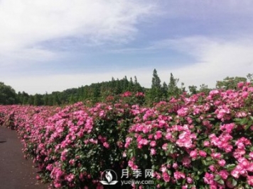 國內(nèi)“安吉拉”月季花墻 有多長？