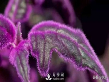 紫鵝絨栽培養(yǎng)護(hù)，出絨葉紫七招