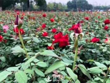 月季花可以扦插么？月季花的扦插步驟和養(yǎng)護(hù)！