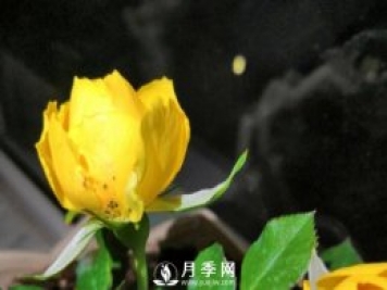 月季花期能不能施肥？用什么肥月季長的好看開花又多？