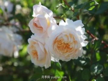 藤本月季憑一己之力撐起了整個(gè)花園的顏值，簡直太美了