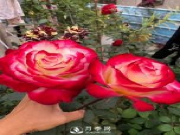 紅雙喜月季，盆栽花卉新寵，香飄滿室，四季有花看