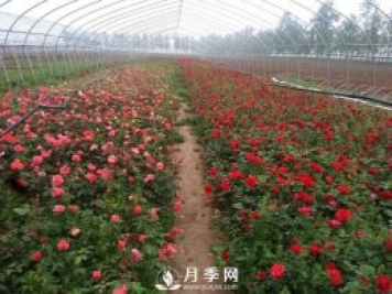 月季品種爆香紫(甜蜜馬車)的栽種和養(yǎng)護(hù)技巧