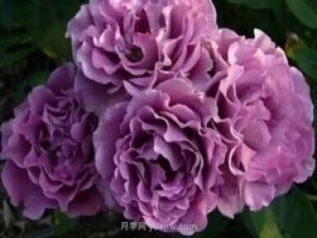 紫色系藤本月季都有哪些？