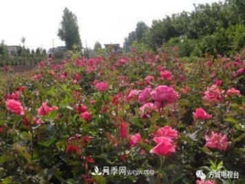 方城縣券橋鎮(zhèn)：發(fā)展月季苗木產(chǎn)業(yè)，助力致富鄉(xiāng)村振興