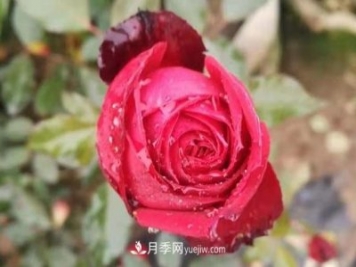 寒冬冰封時(shí) 猶有抱枝香 南陽(yáng)月季何以花開(kāi)四季？