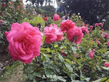 好多年沒到深圳人民公園看月季花展了，不知今年如何