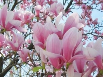 開封：玉蘭花開，燦爛綻放