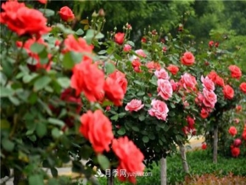 2021年月季人的狀態(tài)：面對復雜，保持歡喜